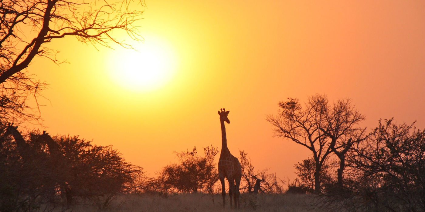 giraffe-sunset-zambia