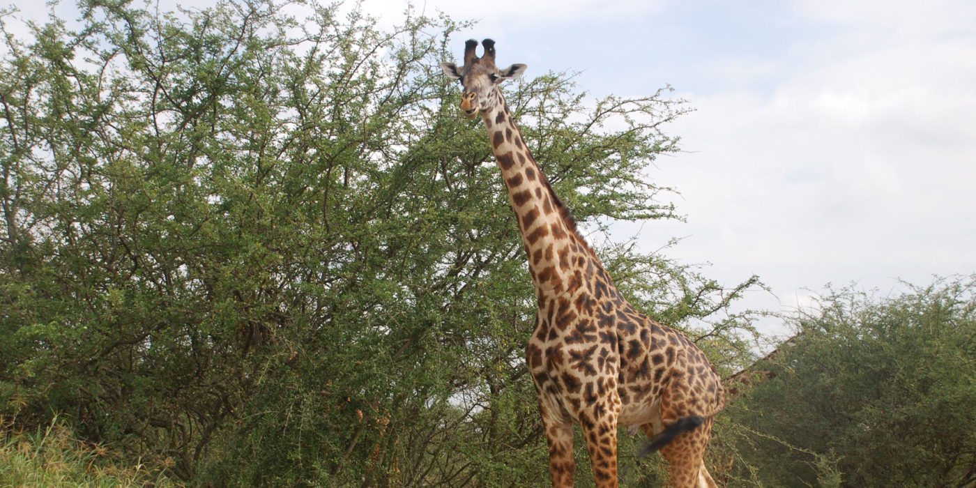giraffe-tarangire-np-tanzania-irauzqui