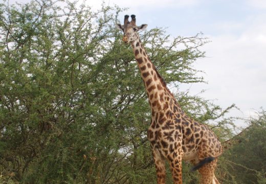 giraffe-tarangire-np-tanzania-irauzqui