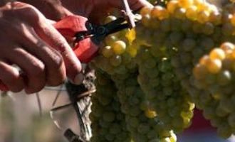 grape-picking-uruguay