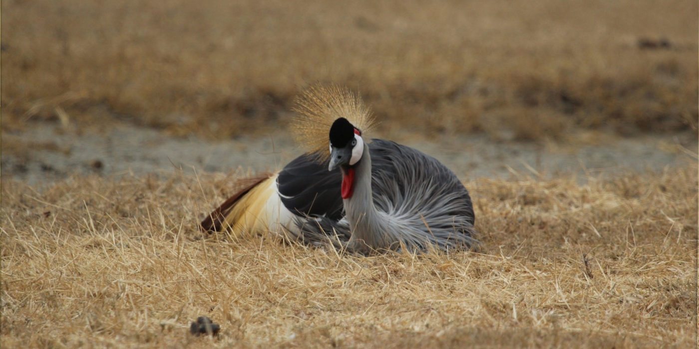 grey-crowned-crane-serengeti-tanzania