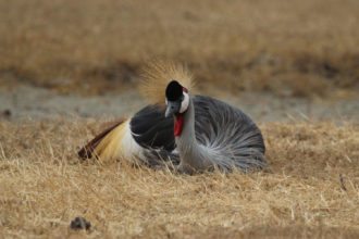 grey-crowned-crane-serengeti-tanzania