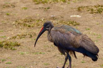 hadda-ibis-kenya