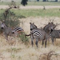 herd-zebra-tarangire-np-tanzania-irauzqui