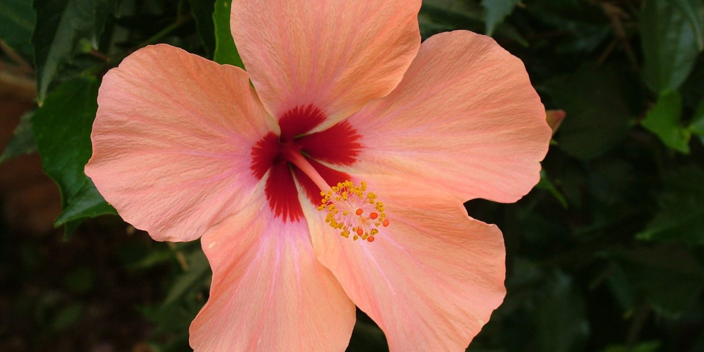 hibiscus_Nicaragua