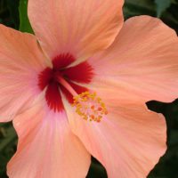 hibiscus_Nicaragua