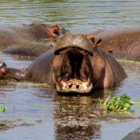 hippo-tanzania-river
