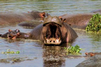 hippo-tanzania-river