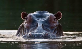 hippo-zambezi-zambia