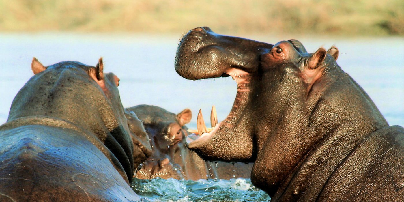 hippos-tanzania-river