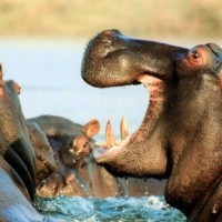hippos-tanzania-river