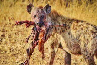 hyena-carion-serengeti-np-tanzania