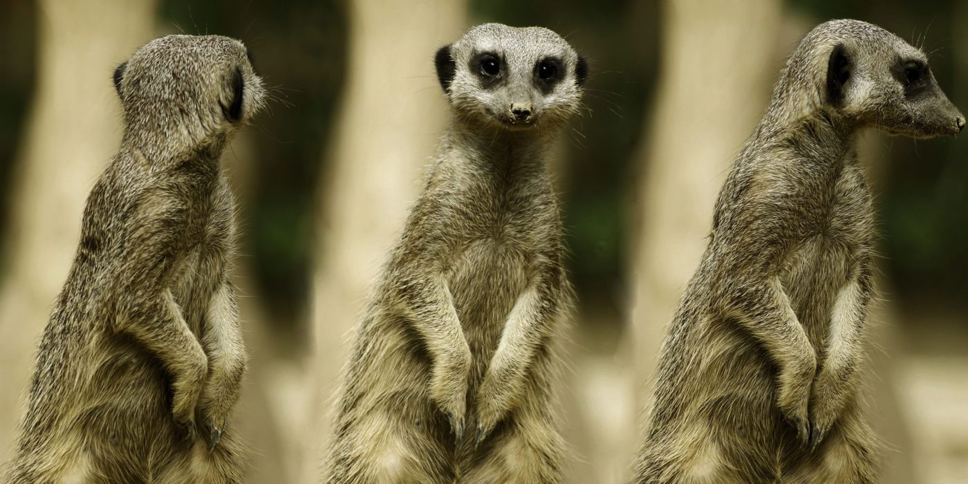 kalahari-meerkats-botswana