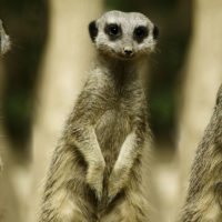 kalahari-meerkats-botswana