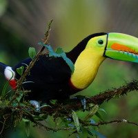 keel-billed-toucan-ecuador