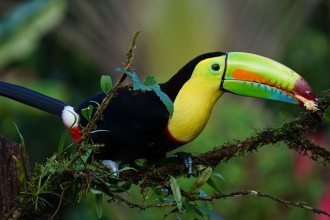 keel-billed-toucan-ecuador
