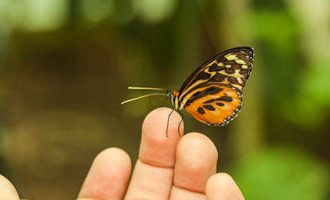 la-Selva-Butterfly-Ecuador