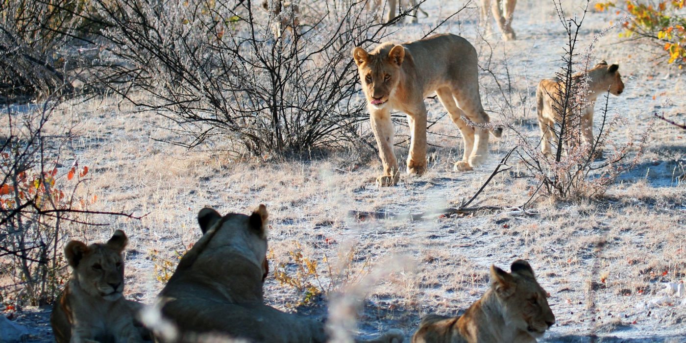 lion-cubs-namibia-africat