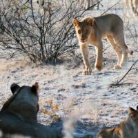 lion-cubs-namibia-africat