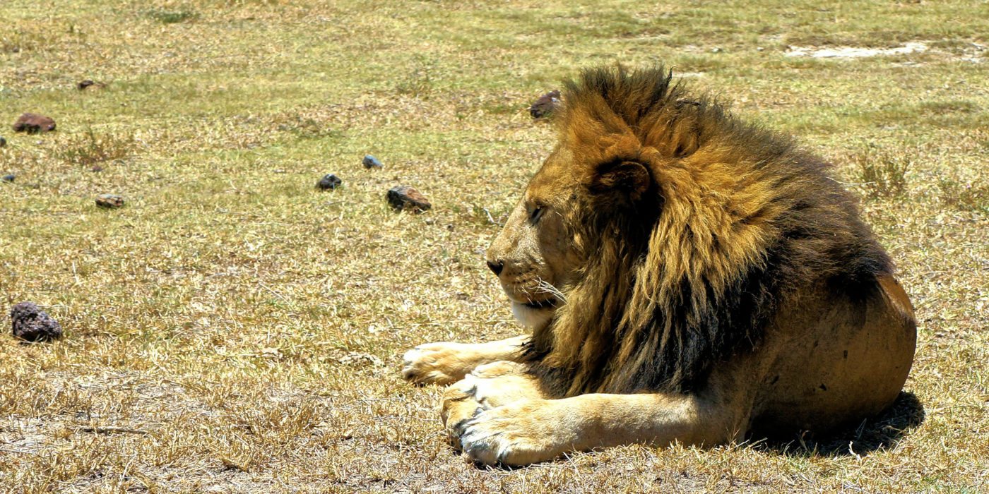 lion-ngorongoro
