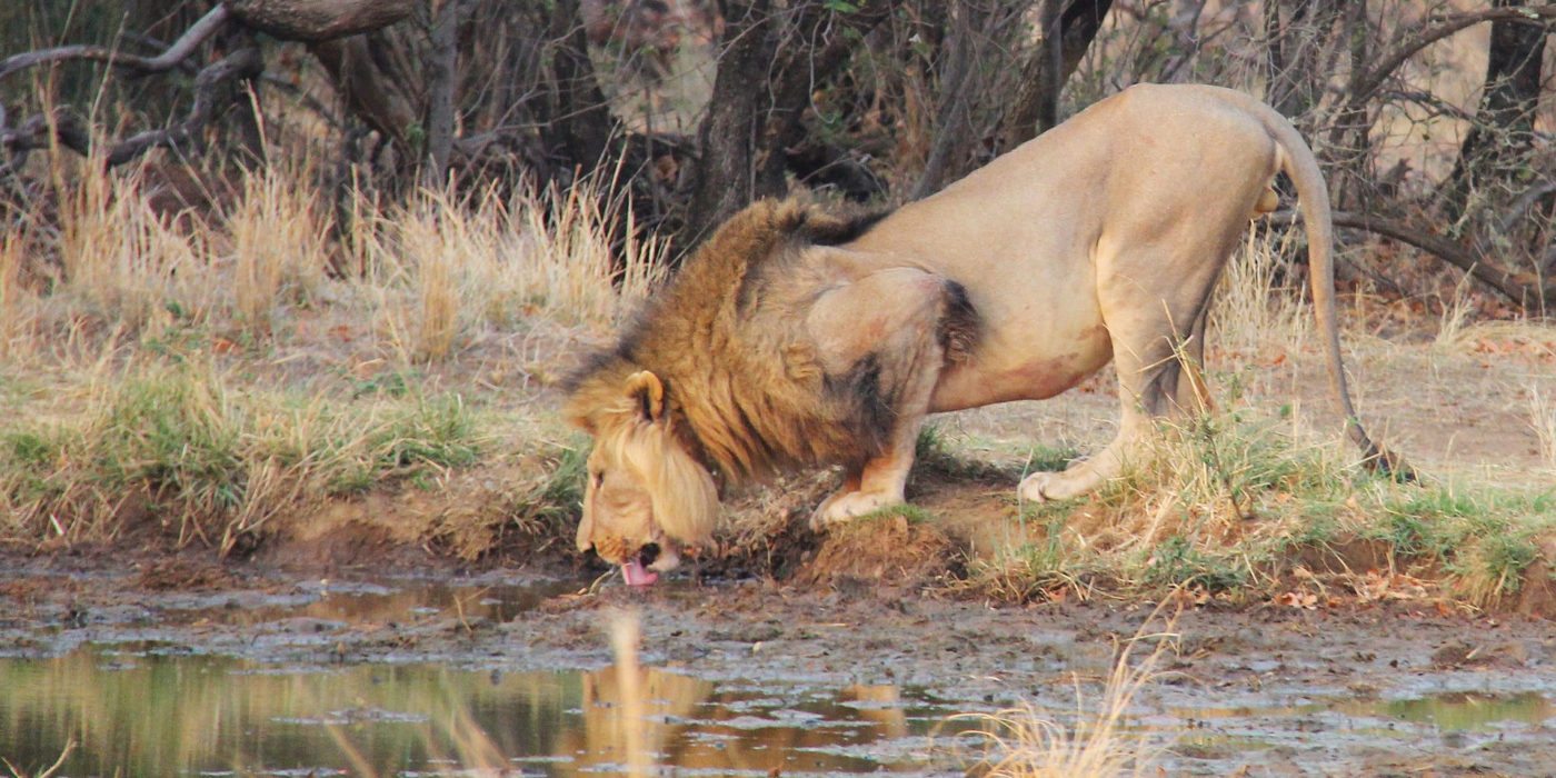 lion-safari-south-africa