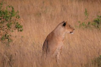 lioness-kenya-safari