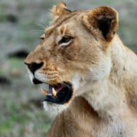 lioness-tanzania-serengeti-national-park