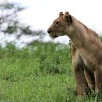 lioness-tanzania-tarangire