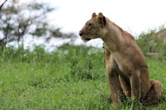 lioness-tanzania-tarangire