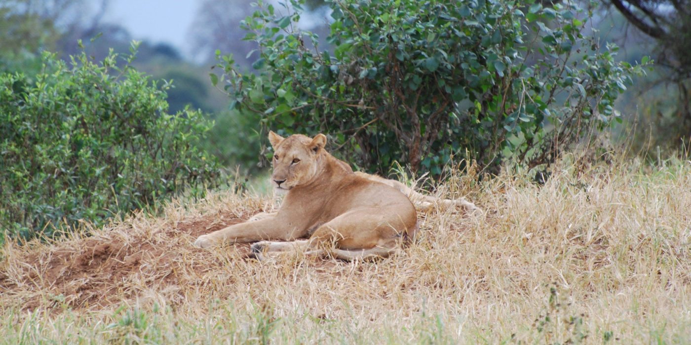 lioness-tarangire-tanzania-irauzqui