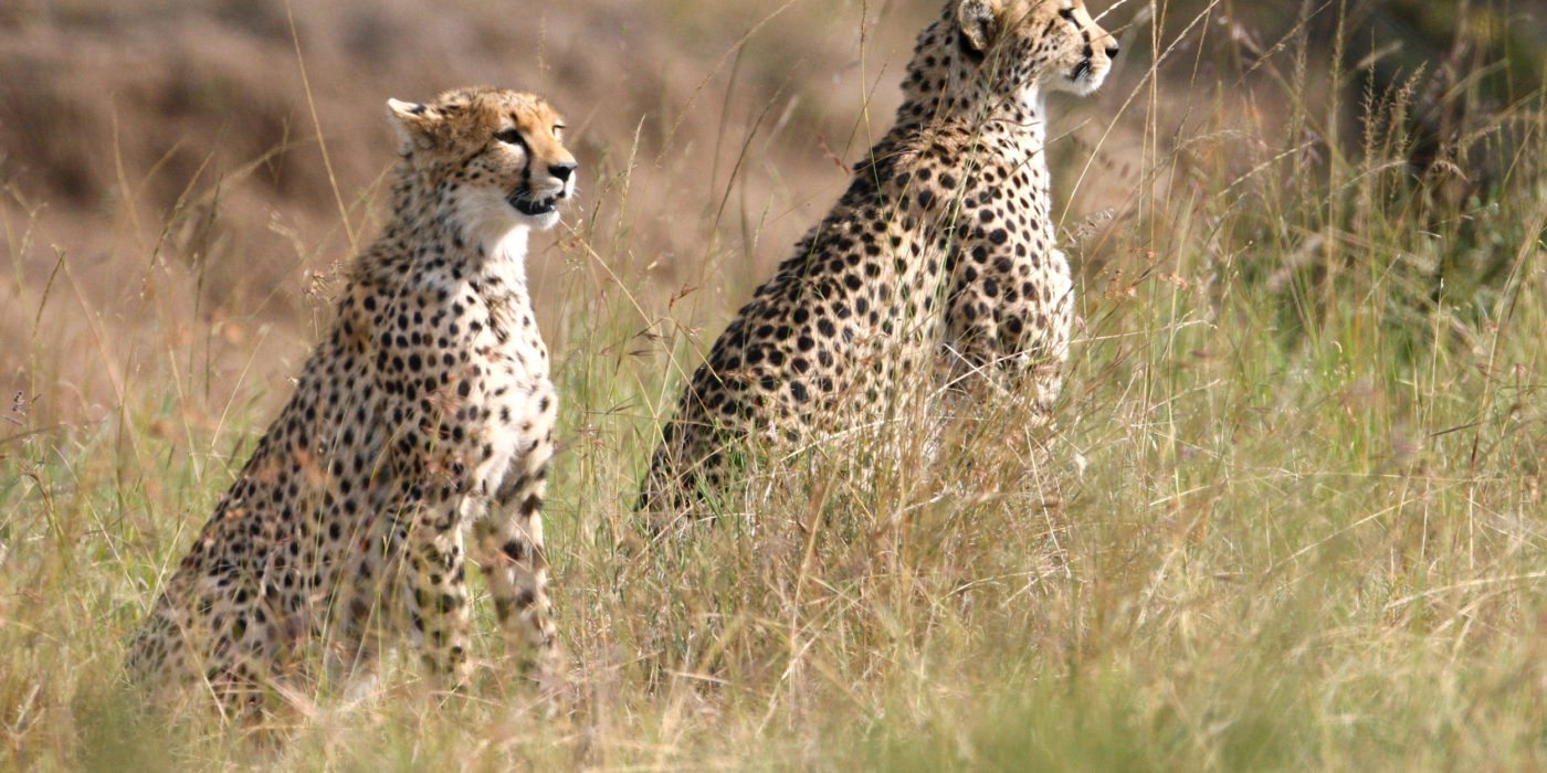 masai-mara-cheetahs-kenya