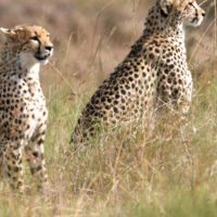 masai-mara-cheetahs-kenya
