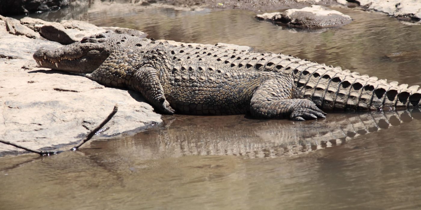 masai-mara-crocodile