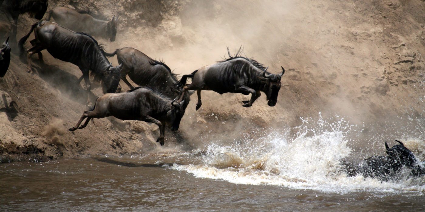 masai-mara-wildebeasts-kenya
