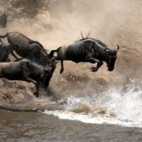 masai-mara-wildebeasts-kenya