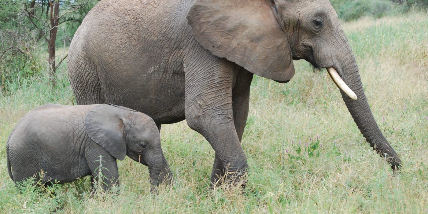 mother-baby-elephant-tarangire-np-tanzania-irauzqui