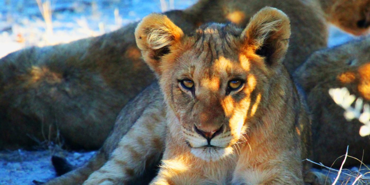 naimibia-lion-cub-shade