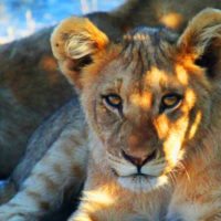 naimibia-lion-cub-shade