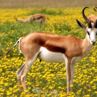namibia-antelope