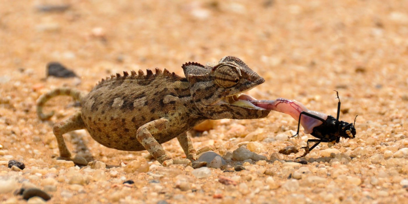 namibia-chameleon