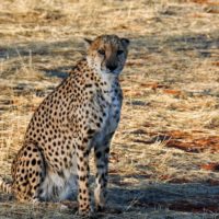 namibia-cheetah
