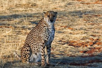 namibia-cheetah