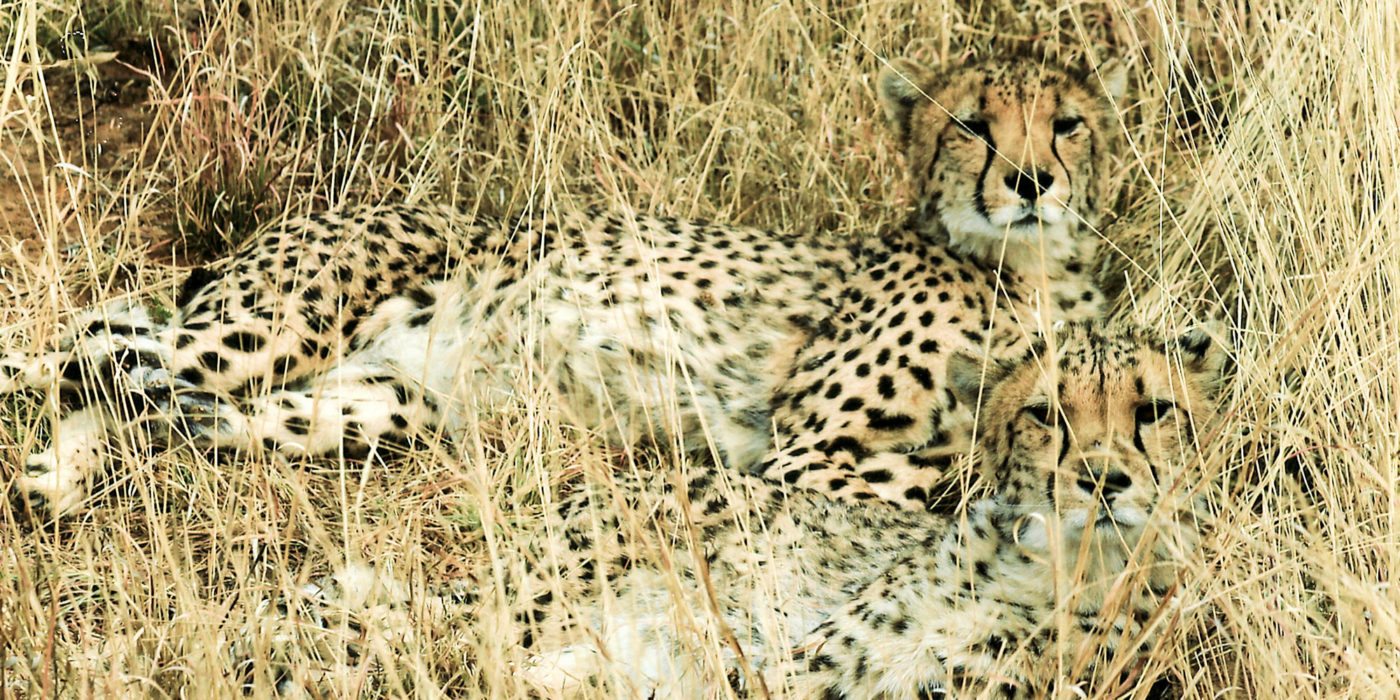 namibia-cheetah-nap
