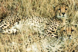 namibia-cheetah-nap