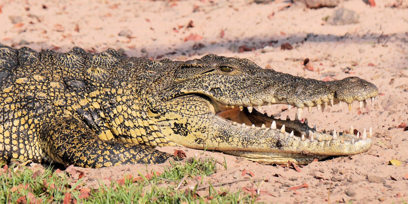 namibia-crocodile