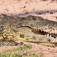 namibia-crocodile