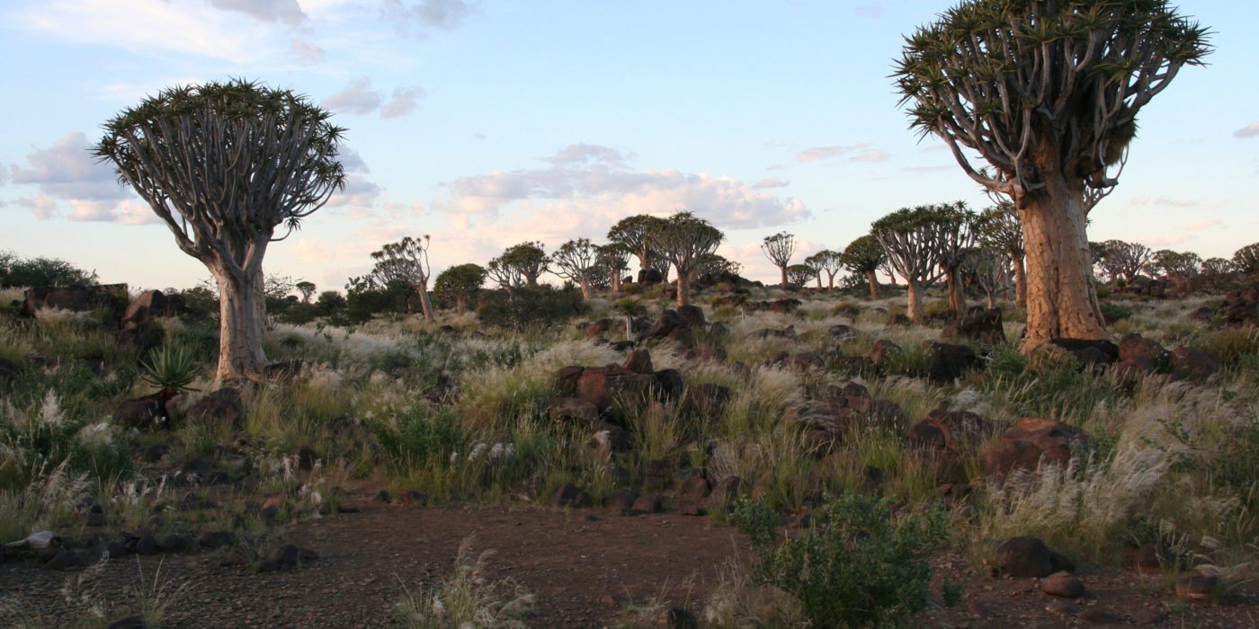 namibia-dichotoma-aloe-forest