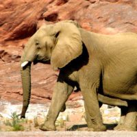 namibia-elephant