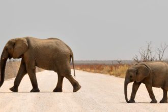 namibia-elephant-crossing-road
