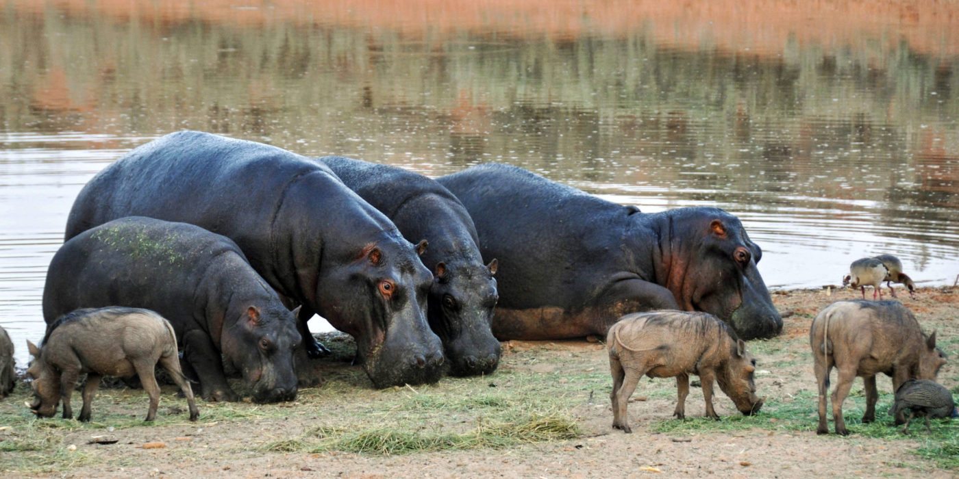 namibia-hippopotamus-warthogs